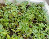 મેથી ના થેપલા(methi na thepla recipe in gujarati) રેસીપી સ્ટેપ1ફોટો