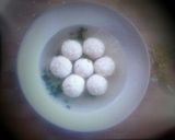 Foto langkah ke 7 dari resep Bakso tahu tanpa daging.