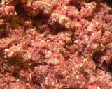 Foto del paso 2 de la receta: Albóndigas de carne en salsa de tomate