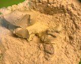 Foto del paso 2 de la receta: Tartitas de Manzana 🍎