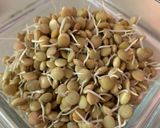 Foto del paso 3 de la receta: Germinado de lenteja