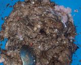 Foto langkah ke 2 dari resep Lapis mutiara.