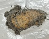 焦糖牛奶核桃脆糖的食譜步驟7照片