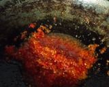 Foto langkah ke 2 dari resep Sambal cumi.