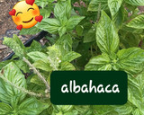 Foto del paso 1 de la receta: Ensalada de kale y albahaca