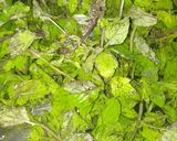 ઉકાળો (Ukalo Recipe In Gujarati) રેસીપી સ્ટેપ2ફોટો