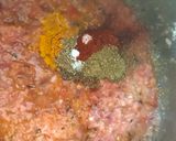 A picture of step 3 of Paneer and nutri veg.
