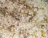 Foto del paso 1 de la receta: Arroz chaufa de carne