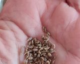 Foto del paso 1 de la receta: Infusión de semillas de eneldo y anís (estrellado y semillitas) 🍵