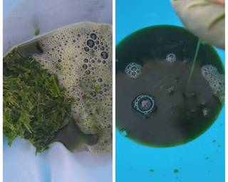 177. Dawet Beras Daun Suji (Homemade) - Step 1