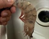 Foto del paso 1 de la receta: Camarones al ajillo