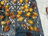 خشک کردن آلو سیاه 🥰🥰