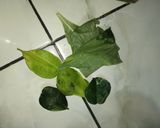Foto langkah ke 3 dari resep Ikan Bakar Teplon Bumbu Padang.