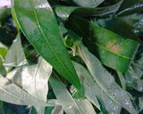 Foto langkah ke 1 dari resep Bobor daun singkong.