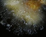 A picture of step 3 of Sabudana cutlet.
