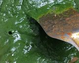 A picture of step 5 of Palak Mushroom.
