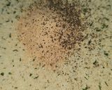 Foto del paso 2 de la receta: Pollo a la milanesa