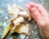 Foto del paso 4 de la receta: Galletas malteadas para picotear 🐦