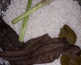 Foto langkah ke 2 dari resep Nasi kerabu bunga telang low budget.