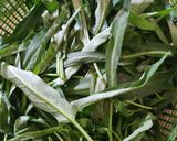 Foto langkah ke 1 dari resep Oseng kangkung.
