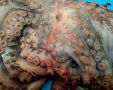 Foto langkah ke 1 dari resep Octopus Saus Tiram.