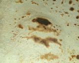 हींग वाला पराठा (Hing Wala paratha recipe in Hindi) रेसिपी चरण 2 फोटो