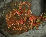 Foto langkah ke 5 dari resep Udang Goreng Asam Jawa Devina Hermawan.