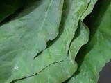 પાત્રા (Patra Recipe In Gujarati)