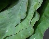 પાત્રા (Patra Recipe In Gujarati) રેસીપી સ્ટેપ1ફોટો