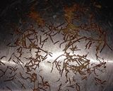 Foto langkah ke 3 dari resep Kripik Pisang Coklat Keju | Hanya 3 Bahan.