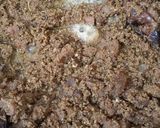 Foto langkah ke 4 dari resep Rendang / Sambal Lapis.