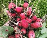Une image de l'étape 2 de Salade🥬cuite au four betterave 🌶️patate douce 🍠.