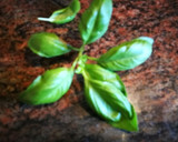 Foto del paso 1 de la receta: Ensalada de mozzarella, aguacate y tomate al aceite de albahaca