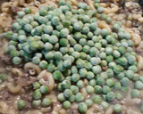 A picture of step 4 of Creamy Beef and Elbows Batch 2.