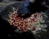 Foto langkah ke 6 dari resep Lento gaplek.