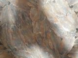 سمك لانشوبة معمر (شطون)