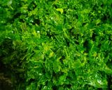 Foto langkah ke 1 dari resep Santan Daun Singkong Tumbuk Simpel.