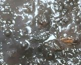 Une image de l'étape 4 de Risotto aux gambas et à l'encre de sèche.