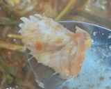 Foto langkah ke 6 dari resep Arsik Ikan Mas Khas Medan.