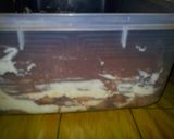 Foto langkah ke 6 dari resep Tiramisu Egg Drops 15menitan Aja.No Telur,no Ribet2an #Dijamin.