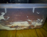 Foto langkah ke 6 dari resep Tiramisu Egg Drops 15menitan Aja.No Telur,no Ribet2an #Dijamin.