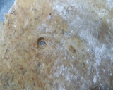 Foto del paso 8 de la receta: Coca de chicharrones