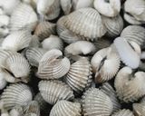 Foto langkah ke 1 dari resep Kerang tendaan.