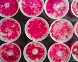 Foto langkah ke 4 dari resep Puding Buah Naga.