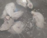Foto langkah ke 1 dari resep Sop Ayam Ala Pak Min Klaten.