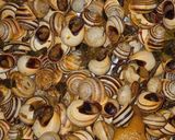 A picture of step 5 of Traditional Moroccan Snail Soup (Babbouche).