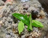 Foto langkah ke 3 dari resep Ayam Goreng Lengkuas.