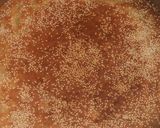 صورة لخطوة 5 من وصفة كعكة المكلوف