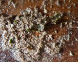 পোস্ত নারকেল বড়া (posto narkel bora recipe in Bengali) রেসিপির ধাপ 1 ছবি