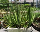 Hình bước làm 1 của món Nước Nha Đam Lá Dứa Hạt Chia